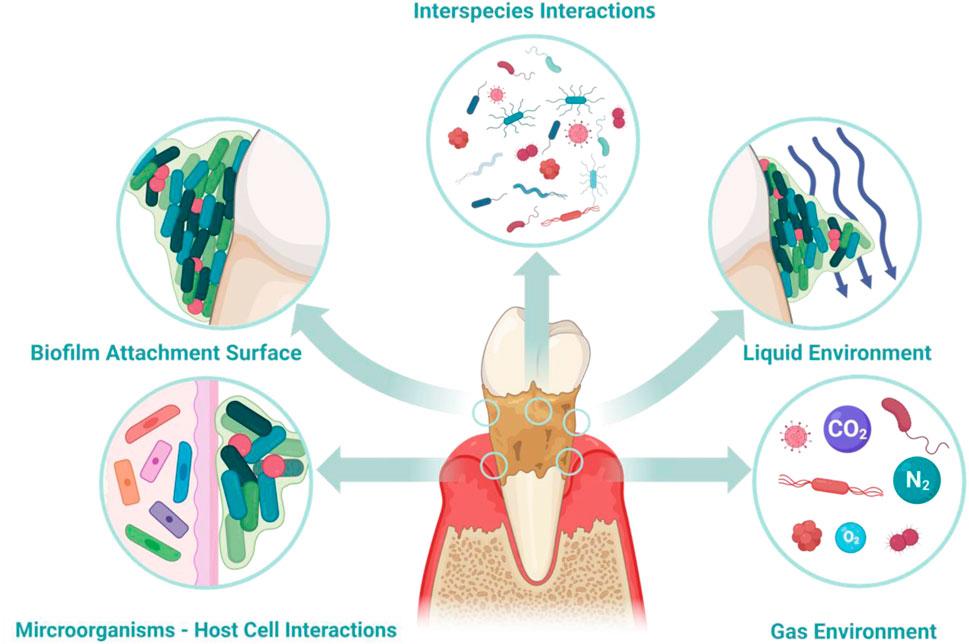 Daily biofilm disruption routine with soft bristle brushing interdental brushes and a water flosser