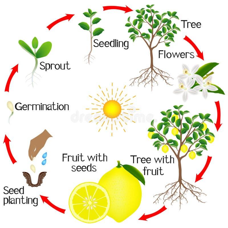 From bright zest to gentle fade The lemon life cycle and shelf life explained
