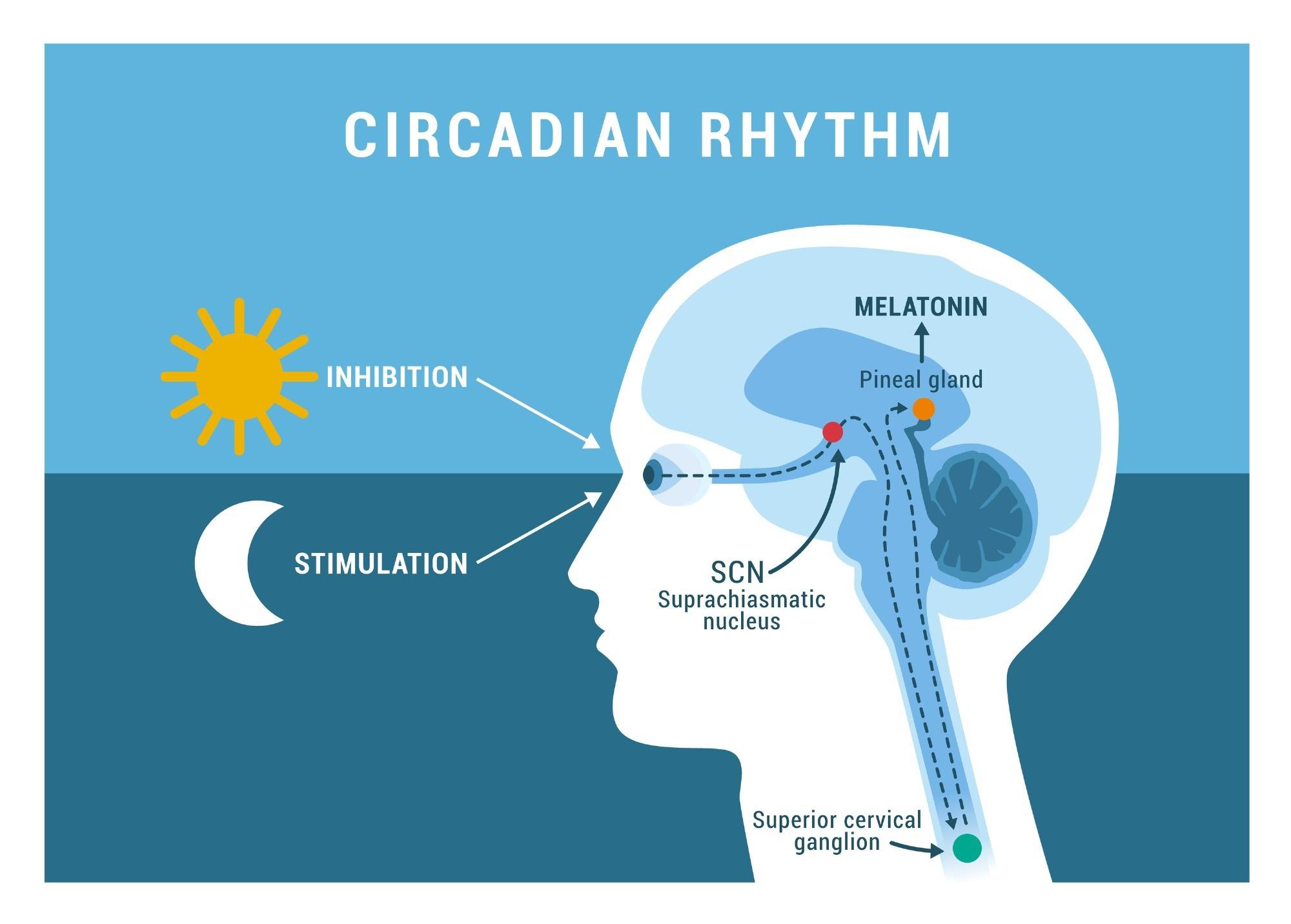 Sleep that restores hormones and brain health with evening routines, light management, and caffeine timing